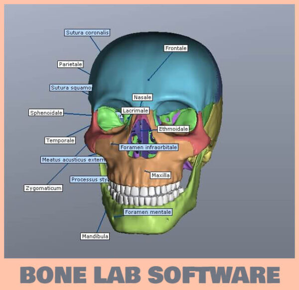 BoneLab - Image 2